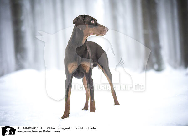 ausgewachsener Dobermann / adult Doberman Pinscher / MARS-01104