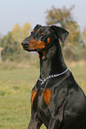 Dobermann Portrait