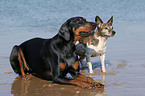 Dobermann und Jack Russell Terrier