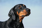 Dobermann Portrait