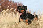 liegender Dobermann