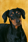 Dobermann Portrait