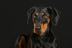 Dobermann Portrait