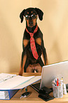 Dobermann als Business Dog