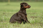 sitzender Dobermann