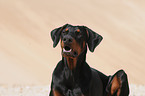 Dobermann