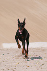 Dobermann