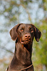 Dobermann Portrait