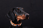 Dobermann Portrait