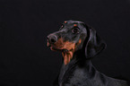 Dobermann Portrait