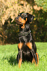 sitzender Dobermann