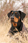 Dobermann Portrait