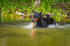 schwimmender Dobermann