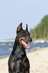 Dobermann Portrait