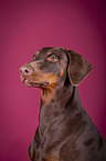 Dobermann Portrait