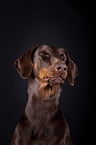 Dobermann Portrait