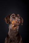 Dobermann Portrait