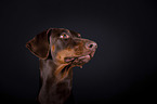 Dobermann Portrait