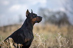 kupierter Dobermann Rde