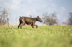 Dobermann rennt ber Wiese