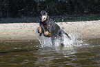 Dobermann im Wasser