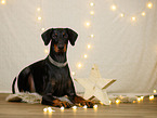 Dobermann in Weihnachtsdeko