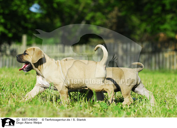 Dogo Alano Welpe / Dogo Alano puppy / SST-04060
