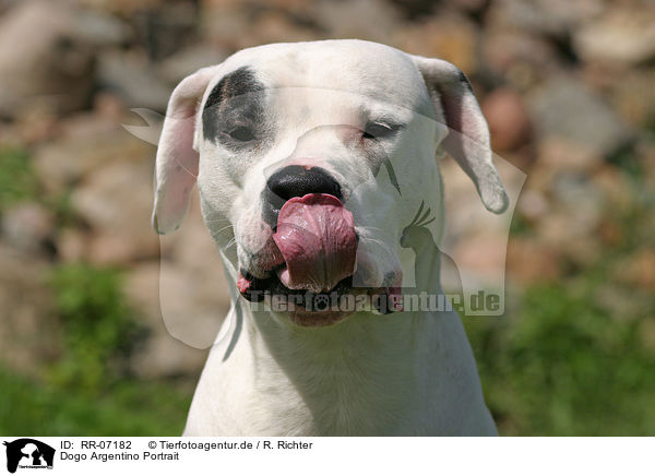 Dogo Argentino Portrait / Dogo Argentino Portrait / RR-07182