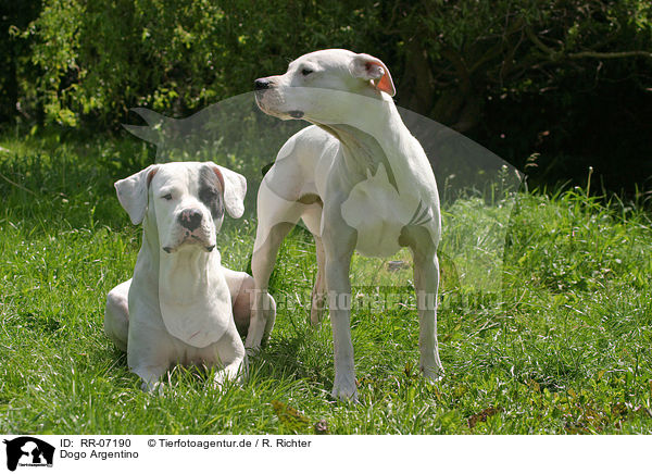 Dogo Argentino / Dogo Argentino / RR-07190