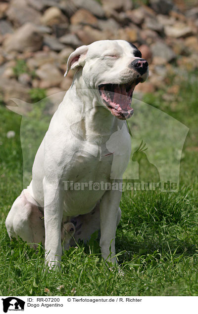 Dogo Argentino / RR-07200