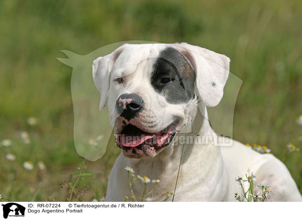 Dogo Argentino Portrait / RR-07224