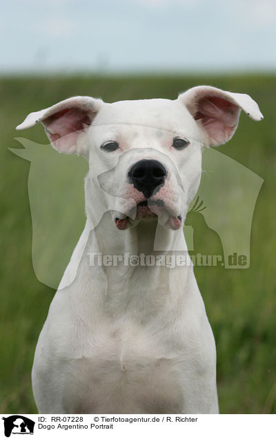 Dogo Argentino Portrait / Dogo Argentino Portrait / RR-07228