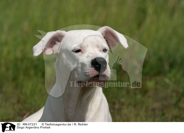 Dogo Argentino Portrait / RR-07231