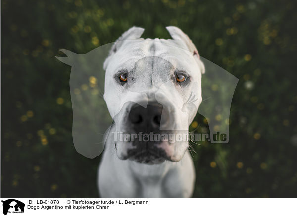 Dogo Argentino mit kupierten Ohren / Dogo Argentino with cropped ears / LB-01878