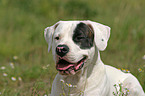 Dogo Argentino Portrait