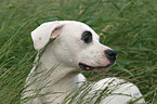 Dogo Argentino Portrait