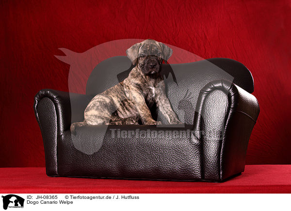 Dogo Canario Welpe / JH-08365