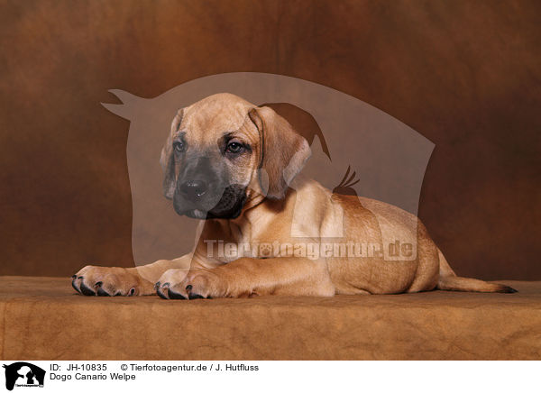 Dogo Canario Welpe / Dogo Canario Puppy / JH-10835