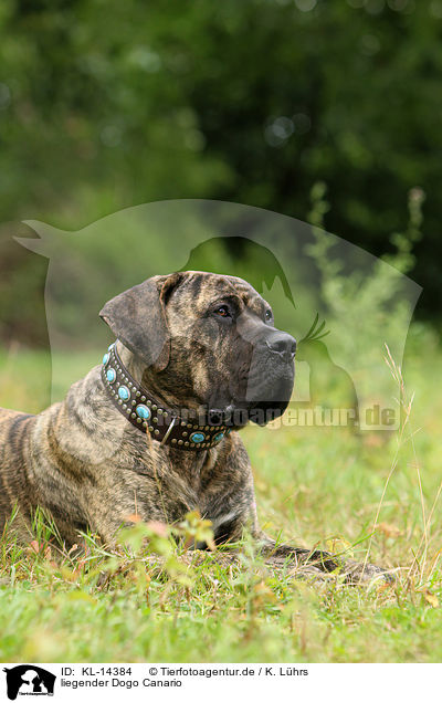 liegender Dogo Canario / lying Dogo Canario / KL-14384