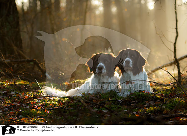 2 Drentsche Patrijshunde / 2 Dutch partridge dogs / KB-03689