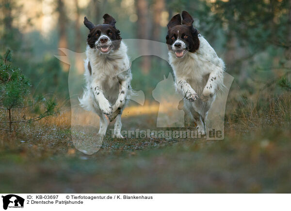 2 Drentsche Patrijshunde / 2 Dutch partridge dogs / KB-03697