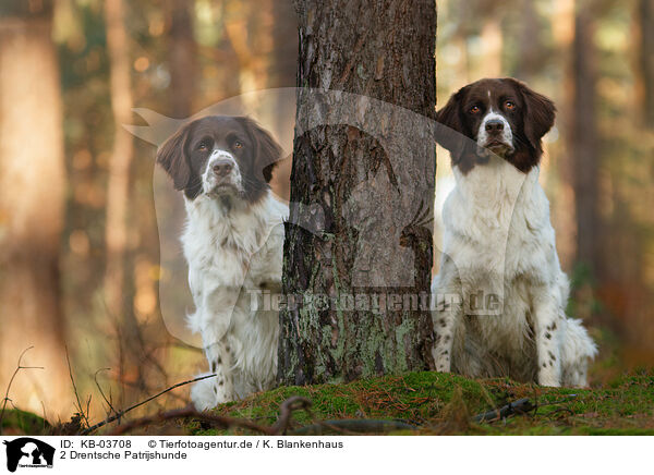 2 Drentsche Patrijshunde / KB-03708