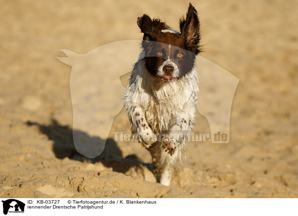 rennender Drentsche Patrijshund / running Dutch partridge dog / KB-03727