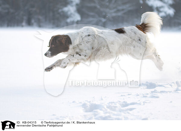 rennender Drentsche Patrijshund / running Dutch Partridge Dog / KB-04315