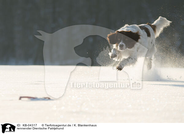 rennender Drentsche Patrijshund / running Dutch Partridge Dog / KB-04317