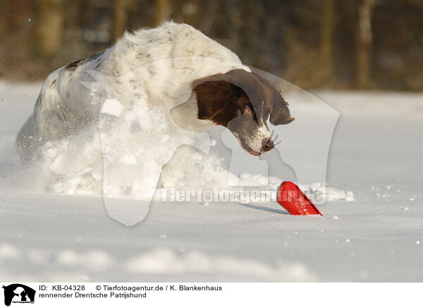 rennender Drentsche Patrijshund / running Dutch Partridge Dog / KB-04328