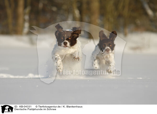 Drentsche Patrijshunde im Schnee / Dutch Partridge Dogs in the snow / KB-04331