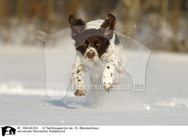 rennender Drentsche Patrijshund / running Dutch Partridge Dog / KB-04333