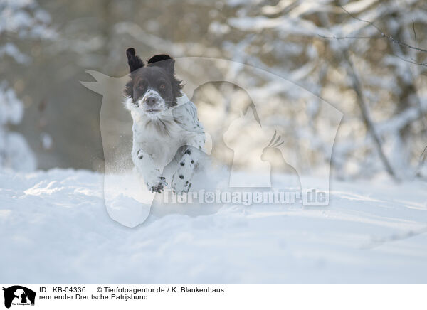 rennender Drentsche Patrijshund / running Dutch Partridge Dog / KB-04336