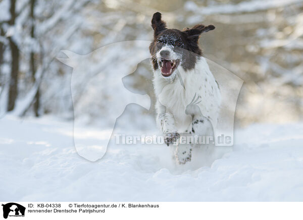 rennender Drentsche Patrijshund / running Dutch Partridge Dog / KB-04338